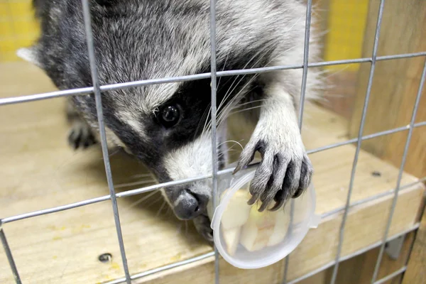 Raccoon — Stock Photo, Image