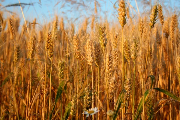 Wheat — Stock Photo, Image