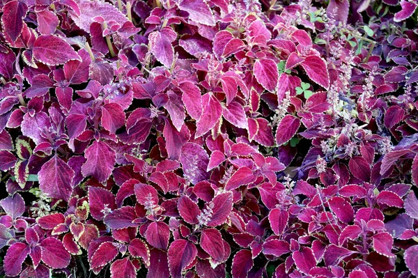 Ornamental plants — Stock Photo, Image