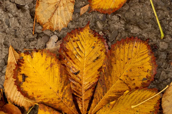 Autunno le foglie — Foto Stock