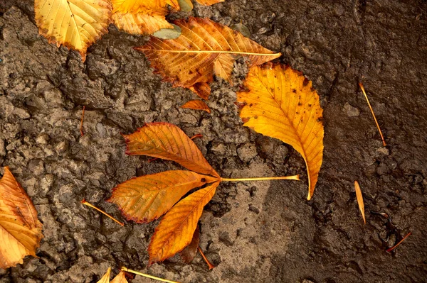 Automne les feuilles — Photo