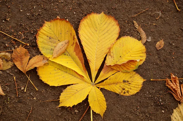 Automne les feuilles — Photo