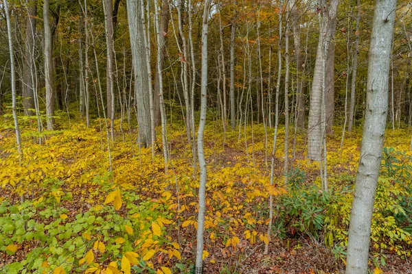 Sárga Levelek Fák Ősszel Sárga Virágokkal — Stock Fotó