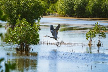 Everglades 'teki Büyük Kıbrıs Ulusal Rezervi' nden Mavi Balıkçıl