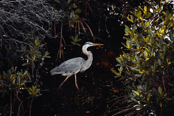 Blaureiher Aus Dem Big Cypress National Reserve Den Everglades — Stockfoto