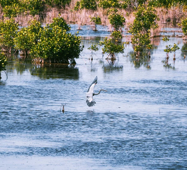 Blue Heron Big Cypress National Reserve Everglades — Stock fotografie