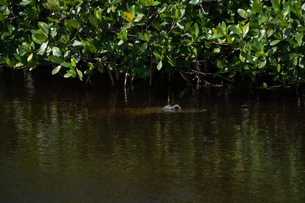 Aligátor Vodě Ponořený Big Cypress National Reserve Everglades — Stock fotografie