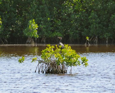 Everglades 'teki Büyük Kıbrıs Ulusal Rezervi' nden Mangrove ağacında dinlenen kuş.
