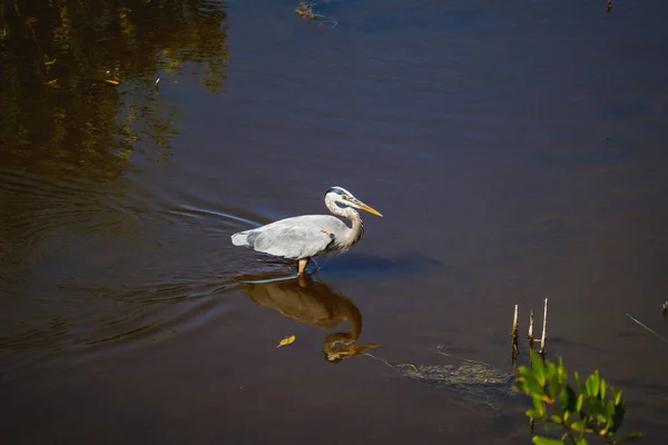 Garça Azul Reserva Nacional Grande Cipreste Nos Everglades — Fotografia de Stock