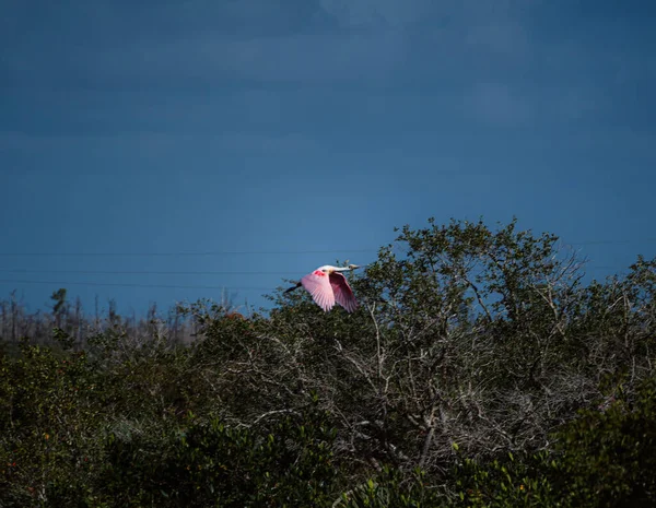 Rosette Spoonbill Big Cypress National Reserve Everglades — Stock fotografie