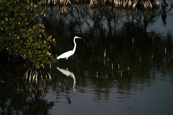 Velká Bílá Volavka Velké Cypřišové Národní Rezervy Everglades — Stock fotografie