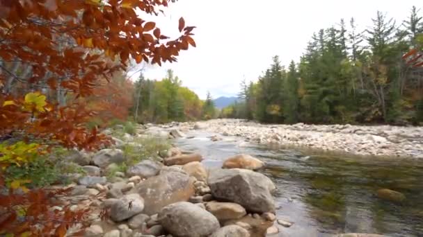 Listy Ježí Větru Franconii New Hampshire Podzim — Stock video