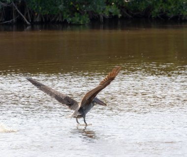 Florida Everglades 'te uçan kahverengi pelikan mangrov ağaçlarının sığ sularında uçuyor.