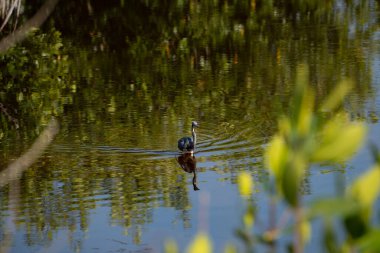 Mavi balıkçıl Florida Everglades 'in sığ sularında yürüyen bir yansıma ile