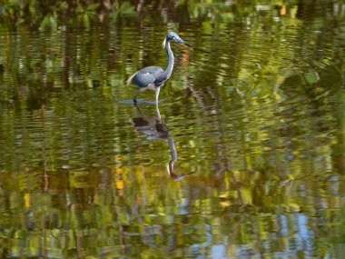 Mavi balıkçıl Florida Everglades 'in sığ sularında yürüyen bir yansıma ile