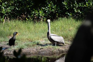 Güneşli bir günde Florida Everglades 'teki kahverengi pelikan ve turuncu karabataklara mangrov ağaçlarının arasından bakın.