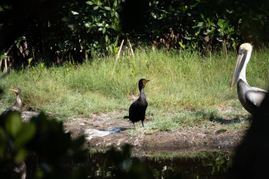 Güneşli bir günde Florida Everglades 'teki kahverengi pelikan ve turuncu karabataklara mangrov ağaçlarının arasından bakın.