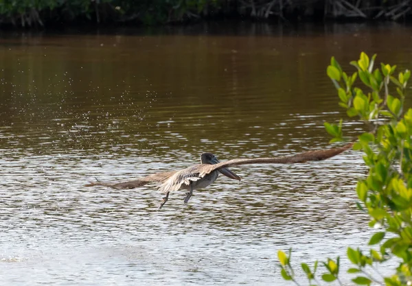 Létající Hnědý Pelikán Floridě Everglades Létající Přes Mělkou Mokřinu Vody — Stock fotografie