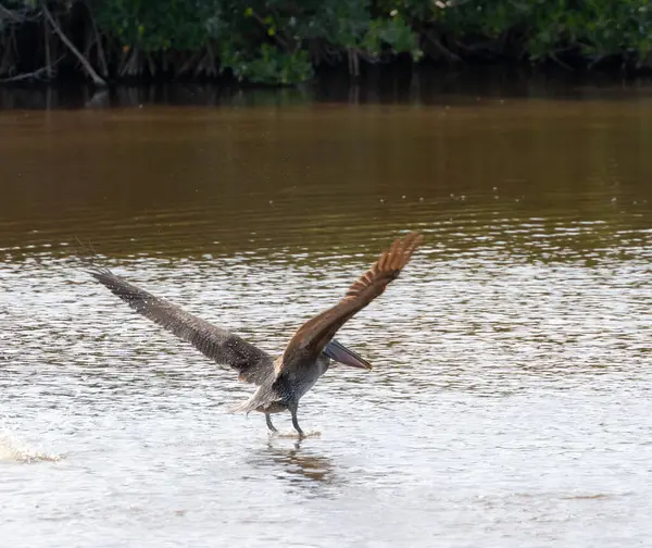 フロリダの茶色のペリカンを飛んでいるエバーグレーズはマングローブの木の浅い湿地を横切って飛んでいる — ストック写真