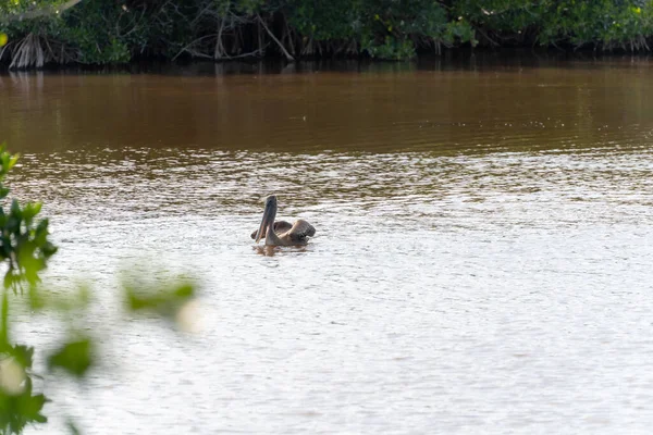 Létající Hnědý Pelikán Floridě Everglades Sedí Mělké Mokřině Vody Mangrovníku — Stock fotografie