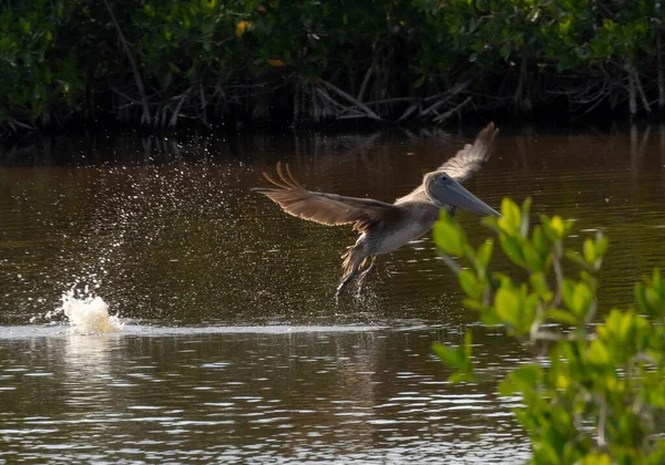 Létající Hnědý Pelikán Floridě Everglades Létající Přes Mělkou Mokřinu Vody — Stock fotografie