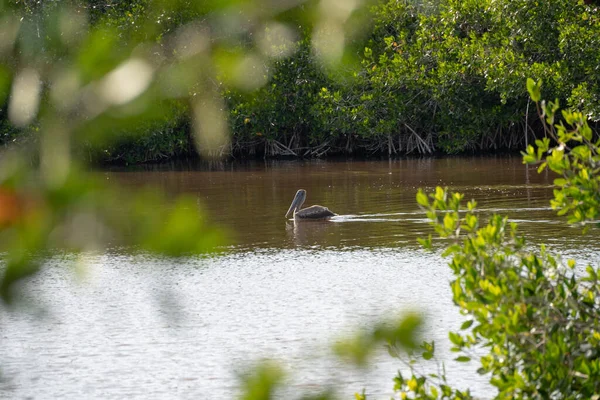 Létající Hnědý Pelikán Floridě Everglades Sedí Mělké Mokřině Vody Mangrovníku — Stock fotografie