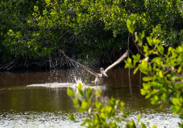 Létající Hnědý Pelikán Floridě Everglades Létající Přes Mělkou Mokřinu Vody — Stock fotografie