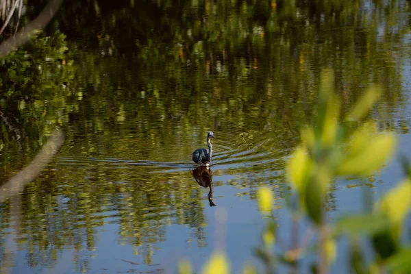 Modrá Volavka Odleskem Kráčející Mělkou Mokřinou Floridských Everglades — Stock fotografie