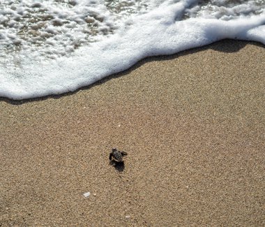 Yeni doğmuş deniz kaplumbağası güneş doğarken kumların üzerinde sürünüyor.