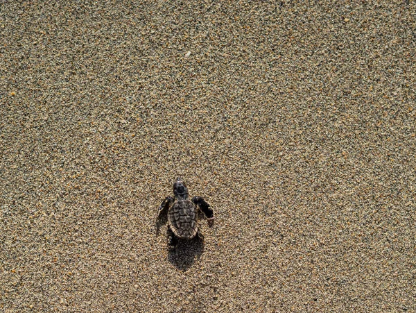 新生のロガーヘッドウミガメは日の出に砂の上を海に這う — ストック写真