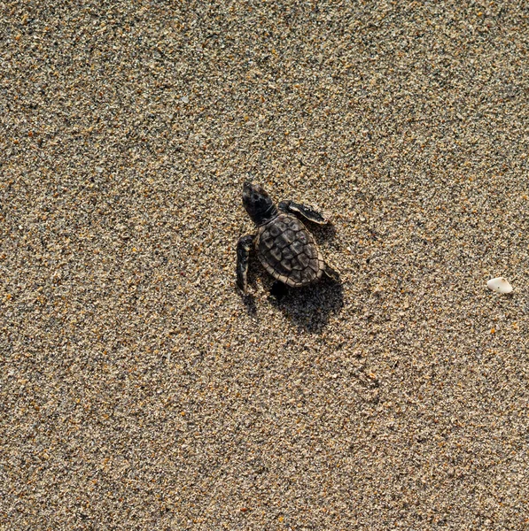 Tortuga Marina Recién Nacida Arrastrándose Hacia Océano Través Arena Amanecer — Foto de Stock