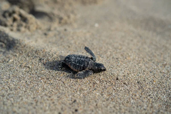 Tortuga Marina Recién Nacida Arrastrándose Hacia Océano Través Arena Amanecer —  Fotos de Stock