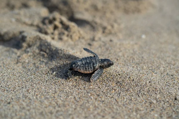 Yeni Doğmuş Deniz Kaplumbağası Güneş Doğarken Kumların Üzerinde Sürünüyor — Stok fotoğraf