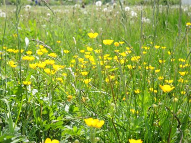  Güzel ve çiçek açan çayır - bahar