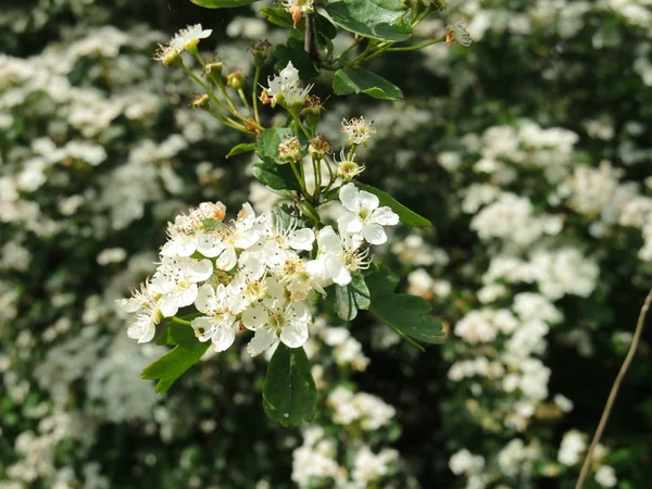 Meyve ağaçları çiçekli bahar