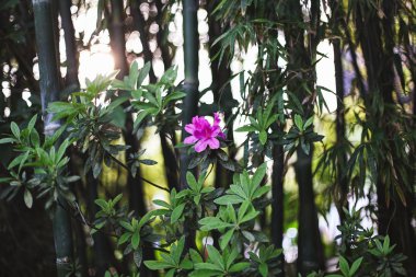 Bir arka plan bambu Grove güzel pembe çiçek. Günbatımı ışınları orman.