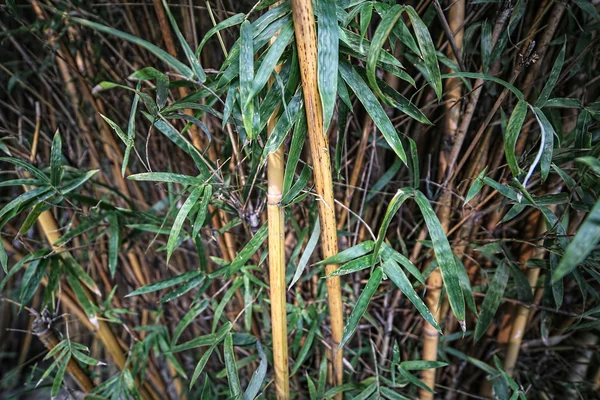 Bamboo tree in the Park — Stock Photo, Image