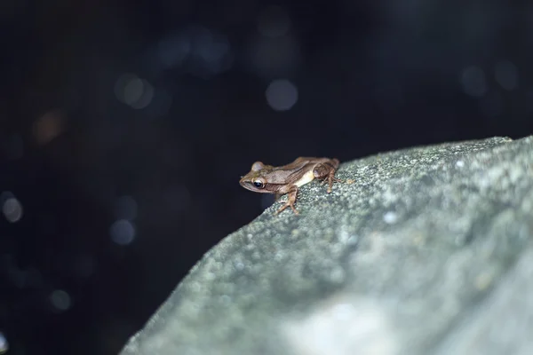 Su arka plan üzerinde bir taş üzerinde oturan küçük bir kahverengi kurbağa. — Stok fotoğraf