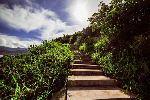 Dağın tepesine adımlar. Tropik bitkiler etrafında.