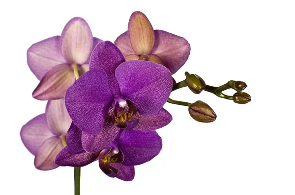 Fialová orchidej izolované proti bílé — Stock fotografie