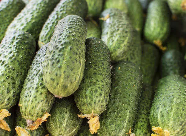 Grüne frische Gurken mit gelben Blüten aneinandergereiht — Stockfoto