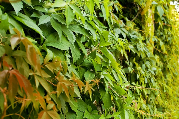 Ivy ile kaplı duvar