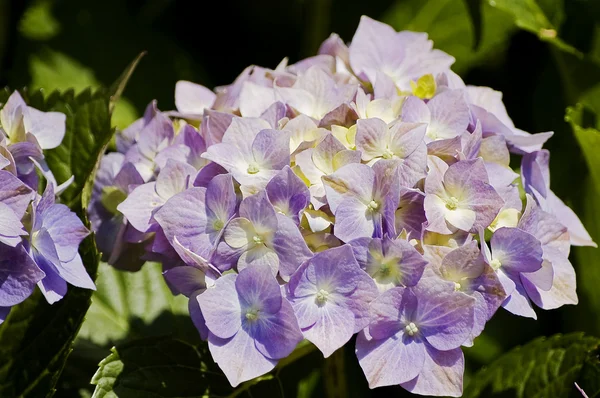 Pembe ve mor ortanca çiçek Close-up — Stok fotoğraf