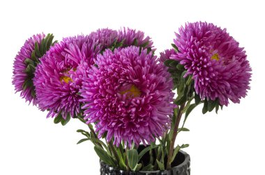 pembe aster beyaz bitti izole Close-Up