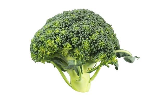 Close-up of broccoli sprout isolated over white — Stock Photo, Image