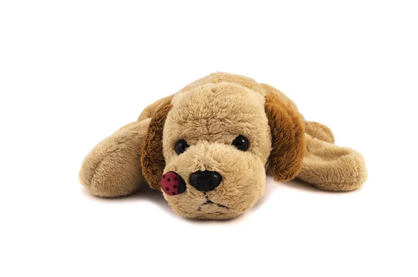 Fyllda liggande mjuk leksak hund med labybird på nosen över vita — Stockfoto