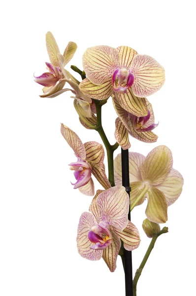 Žlutá a fialová orchidej izolované proti bílé — Stock fotografie