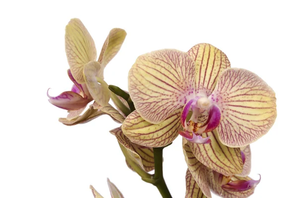 Geel en paars geïsoleerd tegen witte orchidee — Stockfoto