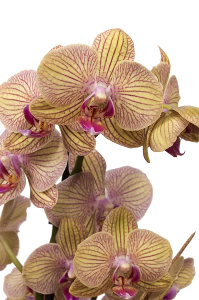 Žlutá a fialová orchidej izolované proti bílé — Stock fotografie