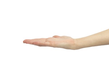 el palm kadar beyaz bitti izole